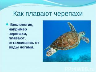 Веслоногие, например черепахи, плавают, отталкиваясь от воды ногами. Веслоногие,