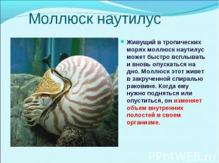 Живущий в тропических морях моллюск наутилус может быстро всплывать и вновь опус