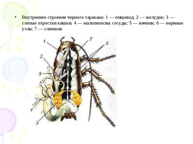 Внутреннее строение черного таракана: 1 — пищевод; 2 — желудок; 3 — слепые отростки кишки; 4 — мальпигнсвы сосуды; 5 — яичник; 6 — нервные узлы; 7 — слюнная