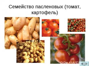 Семейство пасленовых (томат, картофель)