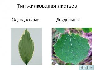 Тип жилкования листьевОднодольныеДвудольные