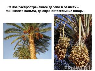 Самое распространенное дерево в оазисах – финиковая пальма, дающая питательные п