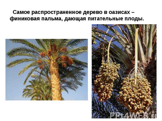 Самое распространенное дерево в оазисах – финиковая пальма, дающая питательные плоды.
