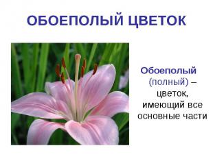 ОБОЕПОЛЫЙ ЦВЕТОКОбоеполый (полный) – цветок, имеющий все основные части