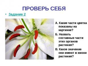 ПРОВЕРЬ СЕБЯЗадание 2 А. Какие части цветка показаны на картинке?Б. Назвать сост