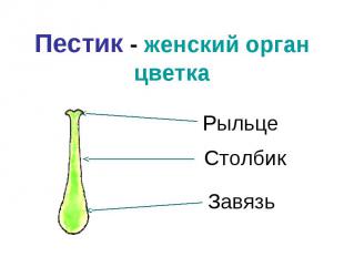 Пестик - женский орган цветкаРыльцеСтолбикЗавязь