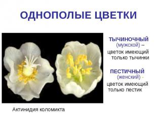 ОДНОПОЛЫЕ ЦВЕТКИ ТЫЧИНОЧНЫЙ (мужской) – цветок имеющий только тычинкиПЕСТИЧНЫЙ (