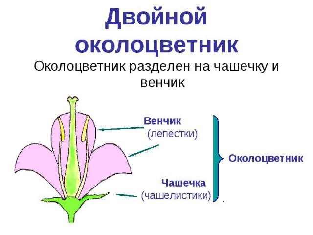 Двойной околоцветникОколоцветник разделен на чашечку и венчик
