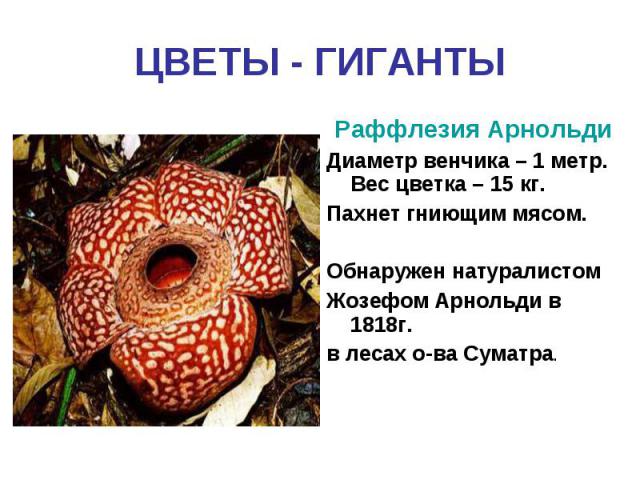 ЦВЕТЫ - ГИГАНТЫРаффлезия АрнольдиДиаметр венчика – 1 метр. Вес цветка – 15 кг.Пахнет гниющим мясом.Обнаружен натуралистом Жозефом Арнольди в 1818г. в лесах о-ва Суматра.