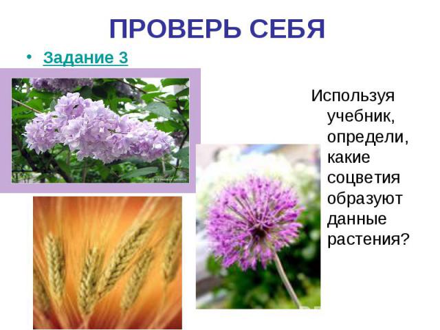 ПРОВЕРЬ СЕБЯИспользуя учебник, определи, какие соцветия образуют данные растения?
