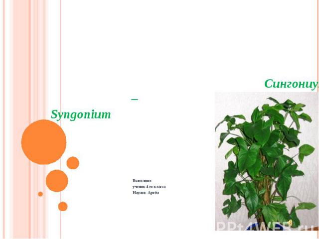 Сингониум – Syngonium Выполнил ученик 4-го класса Наумов Артём