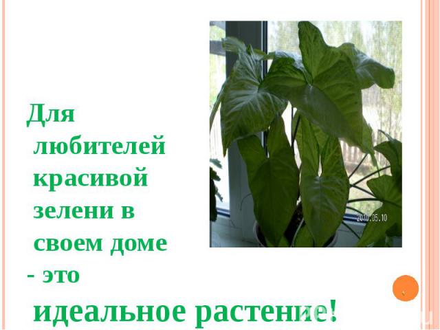 Для любителей красивой зелени в своем доме - это идеальное растение!