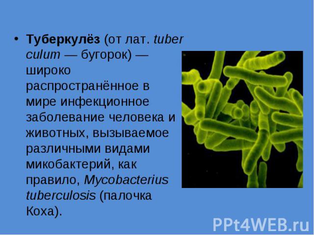 Туберкулёз (от лат. tuberculum — бугорок) — широко распространённое в мире инфекционное заболевание человека и животных, вызываемое различными видами микобактерий, как правило, Mycobacterius tuberculosis (палочка Коха).