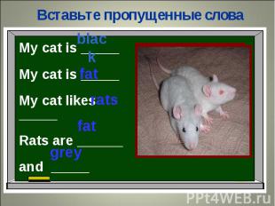 Вставьте пропущенные словаMy cat is _____ My cat is _____My cat likes _____Rats