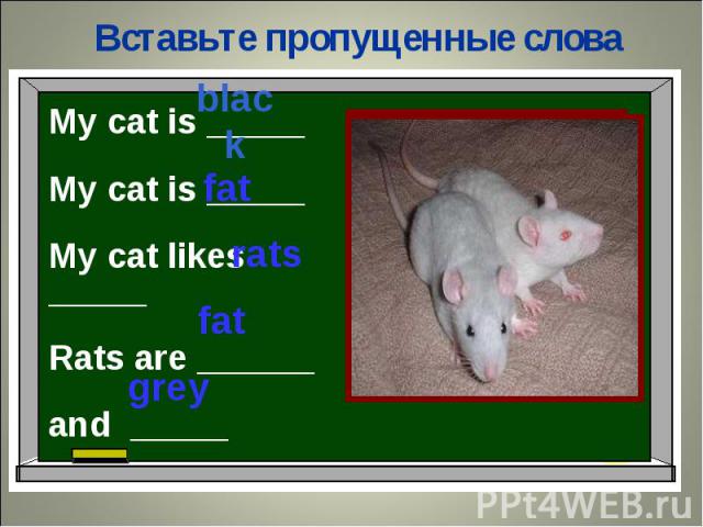 Вставьте пропущенные словаMy cat is _____ My cat is _____My cat likes _____Rats are ______and _____