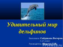 Удивительный мир дельфинов