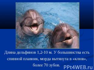 Длина дельфинов 1,2-10 м. У большинства есть спинной плавник, морда вытянута в «