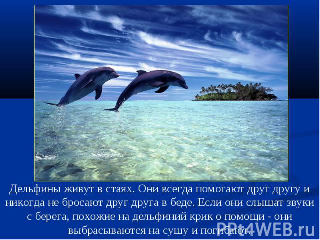 Дельфины живут в стаях. Они всегда помогают друг другу и никогда не бросают друг друга в беде. Если они слышат звуки с берега, похожие на дельфиний крик о помощи - они выбрасываются на сушу и погибают.
