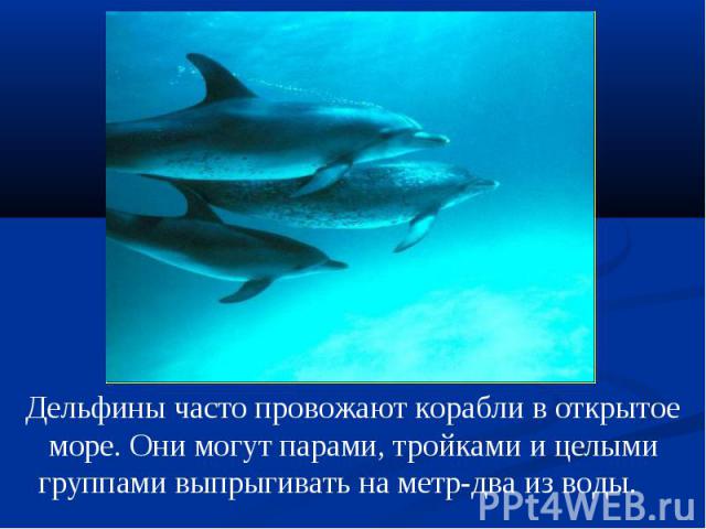 Дельфины часто провожают корабли в открытое море. Они могут парами, тройками и целыми группами выпрыгивать на метр-два из воды.    