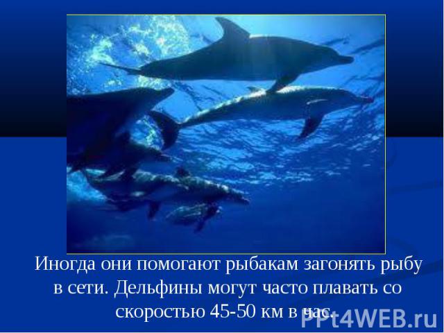  Иногда они помогают рыбакам загонять рыбу в сети. Дельфины могут часто плавать со скоростью 45-50 км в час.