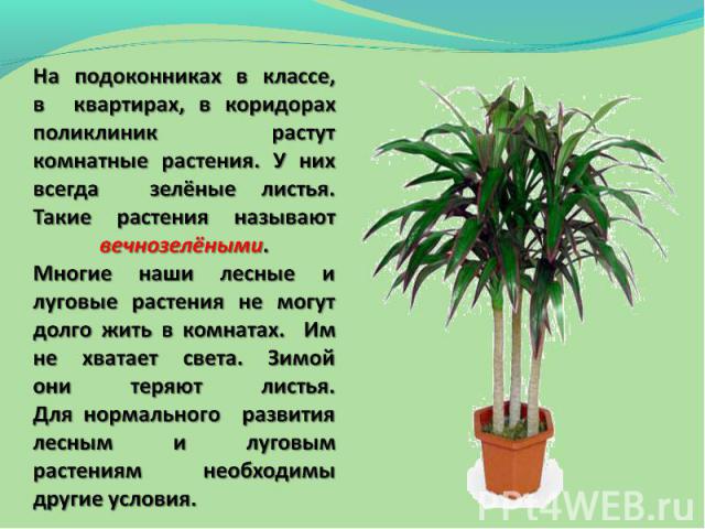 На подоконниках в классе, в квартирах, в коридорах поликлиник растут комнатные растения. У них всегда зелёные листья. Такие растения называют вечнозелёными.Многие наши лесные и луговые растения не могут долго жить в комнатах. Им не хватает света. Зи…