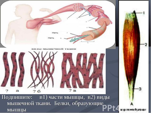 Подпишите: в1) части мышцы, в2) виды мышечной ткани. Белки, образующие мышцы