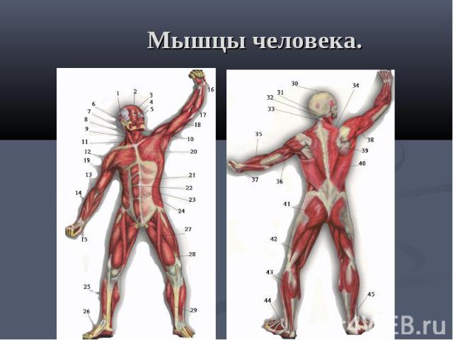 Мышцы человека.