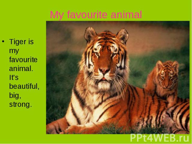 My favourite animalTiger is my favourite animal. It’s beautiful, big, strong.