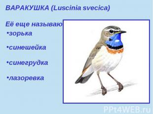 ВАРАКУШКА (Luscinia svecica) Её еще называют:зорька синешейкасинегрудкалазоревка