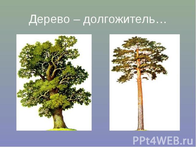 Дерево – долгожитель…