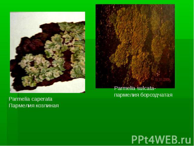Parmelia caperataПармелия козлинаяParmelia sulcata- пармелия бороздчатая