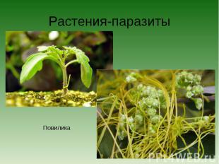 Растения-паразитыПовилика