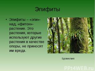 ЭпифитыЭпифиты – «эпи»-над, «фитон»- растение. Это растения, которые используют