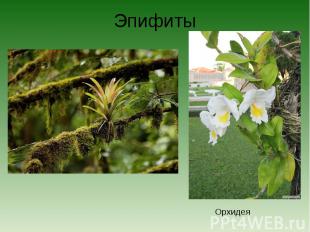 ЭпифитыОрхидея