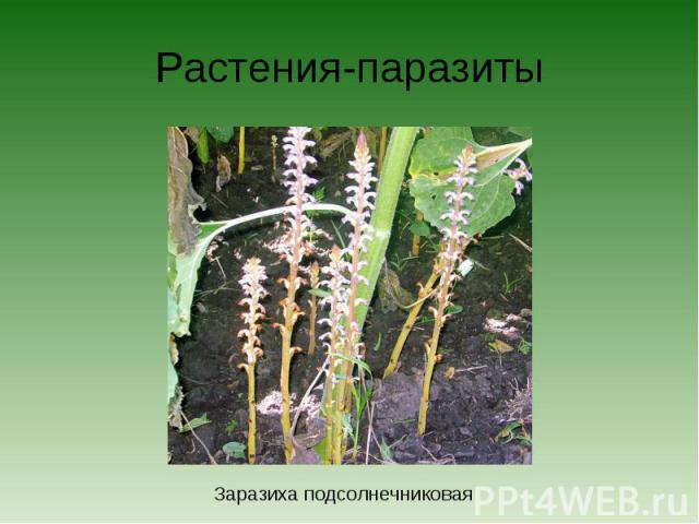 Растения-паразитыЗаразиха подсолнечниковая