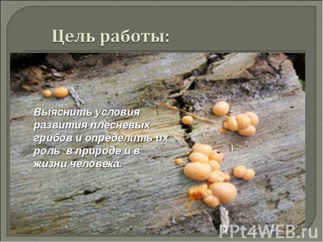 Цель работы: Выяснить условия развития плесневых грибов и определить их роль в природе и в жизни человека.