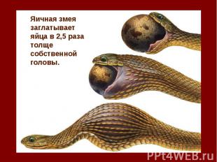Яичная змея заглатывает яйца в 2,5 раза толще собственной головы.