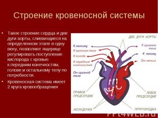 Строение кровеносной системыТакое строение сердца и две дуги аорты, сливающиеся