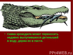 Самка крокодила может переносить недавно вылупившихся детенышей в воду, держа их