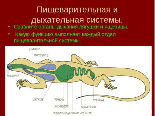 Пищеварительная и дыхательная системы.Сравните органы дыхания лягушки и ящерицы.