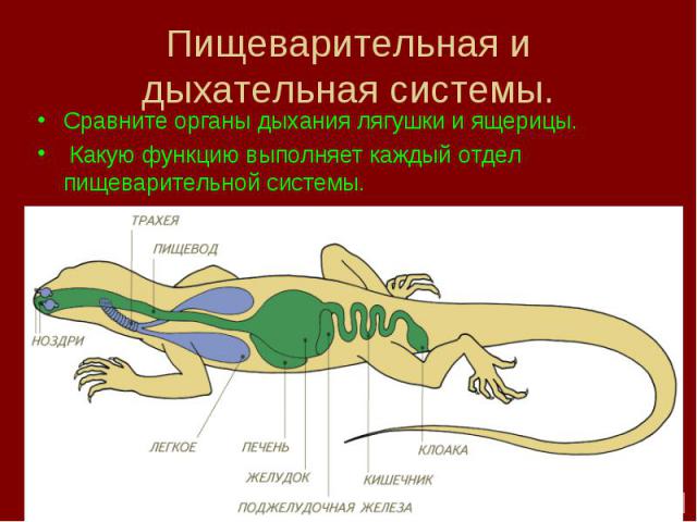 Пищеварительная и дыхательная системы.Сравните органы дыхания лягушки и ящерицы. Какую функцию выполняет каждый отдел пищеварительной системы.