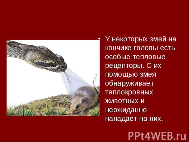 У некоторых змей на кончике головы есть особые тепловые рецепторы. С их помощью змея обнаруживает теплокровных животных и неожиданно нападает на них.