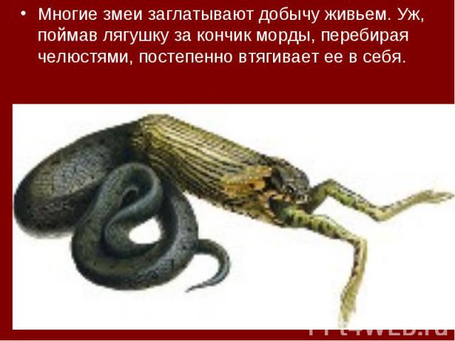 Многие змеи заглатывают добычу живьем. Уж, поймав лягушку за кончик морды, перебирая челюстями, постепенно втягивает ее в себя.  