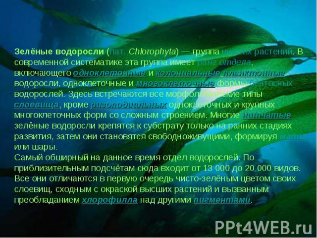 Зелёные водоросли (лат. Chlorophyta) — группа низших растений. В современной систематике эта группа имеет ранг отдела, включающего одноклеточные и колониальные планктонные водоросли, одноклеточные и многоклеточные формы бентосных водорослей. Здесь в…