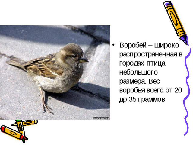Воробей – широко распространенная в городах птица небольшого размера. Вес воробья всего от 20 до 35 граммов