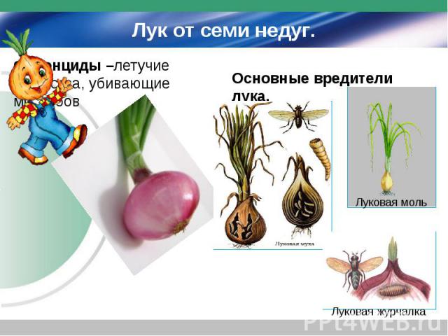 Лук от семи недуг.Фитонциды –летучие вещества, убивающие микробовОсновные вредители лука.