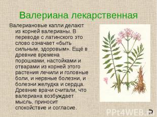 Валериана лекарственнаяВалериановые капли делают из корней валерианы. В переводе