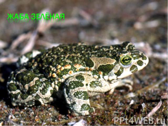 жаба зелёная