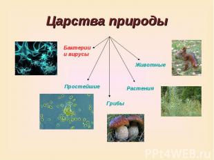 Царства природы Бактерии и вирусы Животные Простейшие Грибы Растения