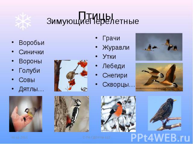 Птицы Зимующие Перелетные